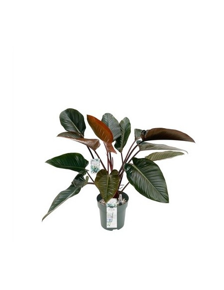 copy of Pianta Aeschynanthus marmoratus