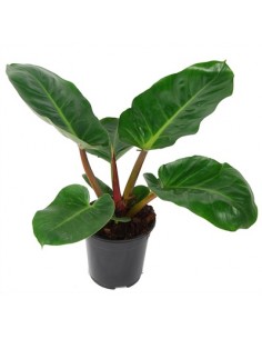 Pianta Philodendron other...