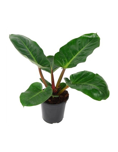 copy of Pianta Aeschynanthus marmoratus