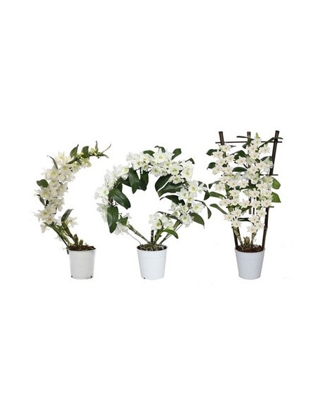 Vendita Pianta Phalaenopsis-Piante Verdi OnLine|Mondo Piante