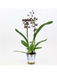 Pianta Orchidea Black Vaso...