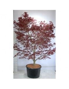 copy of Bonsai Ficus Ginseng