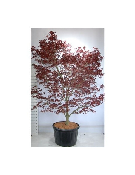 Vendita Pianta di Acero Bloodgood 80cm-Piante Da Giardino|Mondo Piante