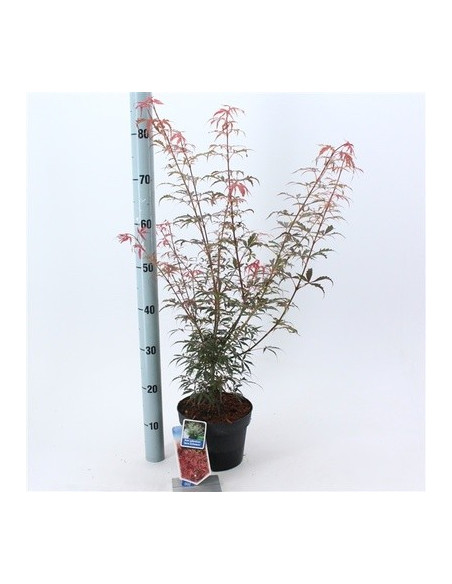 On-line Sale of Bonsai Ficus Ginseng - Bonsai OnLine|Mondo Piante
