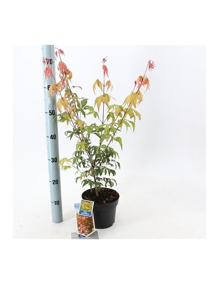On-line Sale of Bonsai Ficus Ginseng - Bonsai OnLine|Mondo Piante