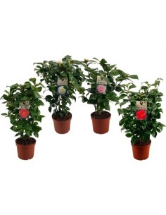 Camellia japonica, Pianta...