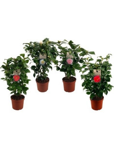 Pianta Camellia japonica... 2