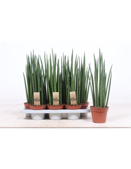 Vendita Sanseveria bacularis Vaso 14cm-Piante Verdi|Mondo Piante