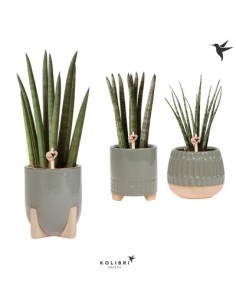 Pianta Sansevieria...