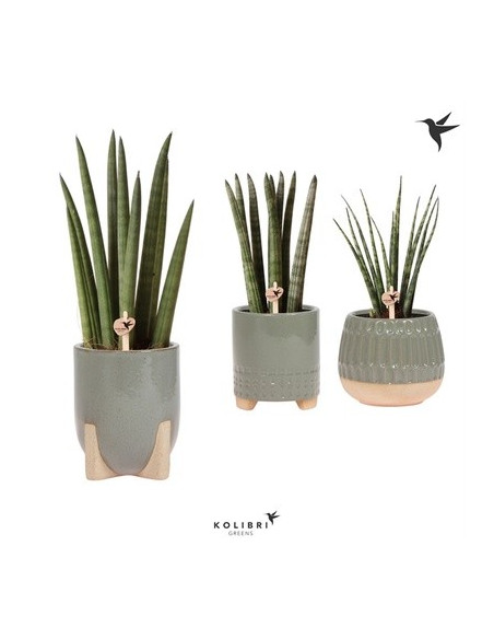 Vendita Pianta Sanseveria Desert pot-Piante Verdi|Vivaio Mondo Piante