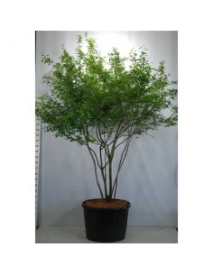 copy of Bonsai Ficus Ginseng