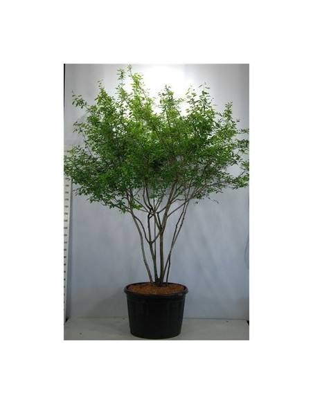 On-line Sale of Bonsai Ficus Ginseng - Bonsai OnLine|Mondo Piante