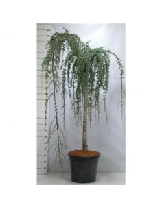 Albero Cedro Glauca Pendula...