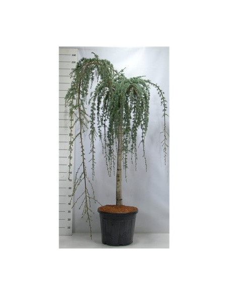 Vendita Albero di Cedrus Pendula-Albero Giardino|Vivaio Mondo Piante