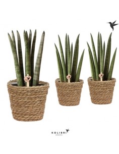 Pianta Sansevieria...