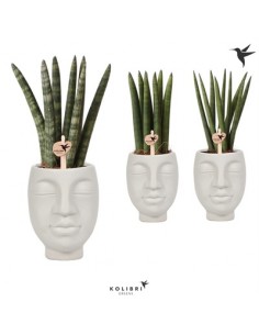 copy of Sanseveria Plant...