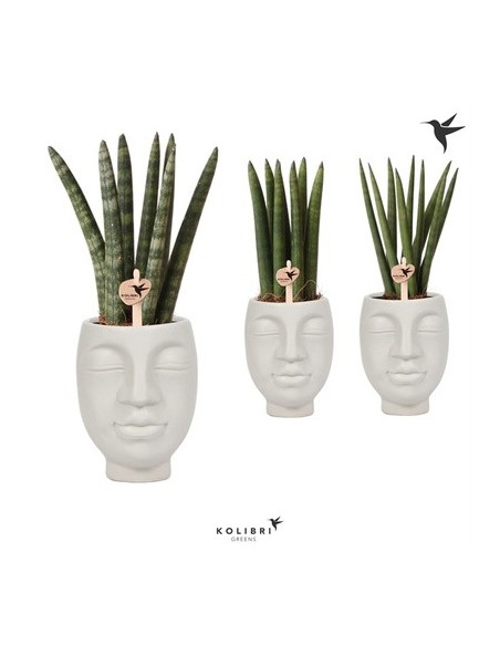 Vendita Pianta Sanseveria Face to Face pot-Piante Verdi|Mondo Piante