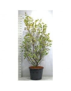 copy of Bonsai Ficus Ginseng