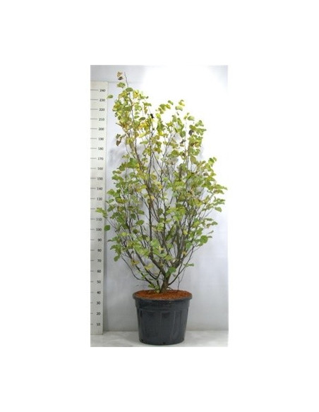 On-line Sale of Bonsai Ficus Ginseng - Bonsai OnLine|Mondo Piante