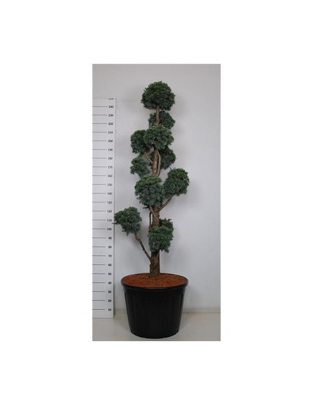 On-line Sale of Bonsai Ficus Ginseng - Bonsai OnLine|Mondo Piante
