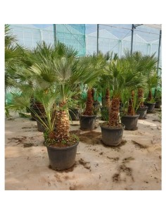 copy of Pianta Westringia... 2