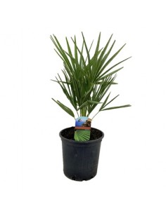 copy of Pianta Westringia...