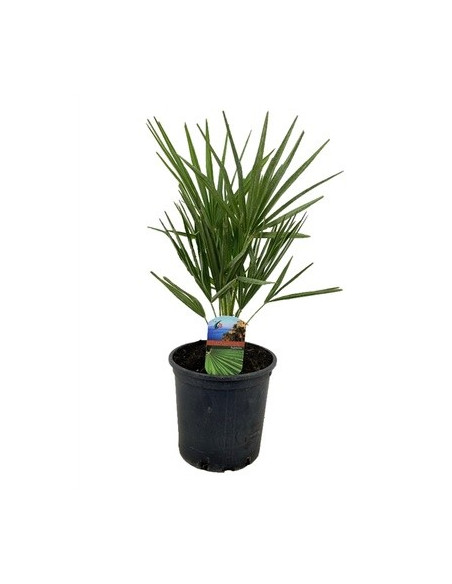 Vendita Chamaerops Humilis Vaso 19 cm-Piante Da Cespuglio|Mondo Piante