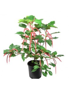 Pianta Acalypha hispida