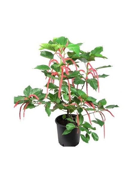 Vendita Pianta Acalypha hispida-Piante Verdi Online | Mondo Piante