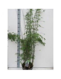 Pianta Bamboo Vaso 27cm