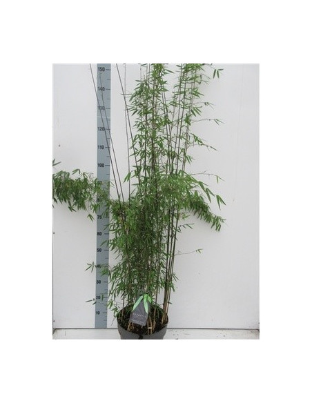 Pianta Bamboo Vaso 27cm - Vendita Piante Da Cespuglio|Mondo Piante