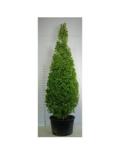 copy of Bonsai Ficus Ginseng