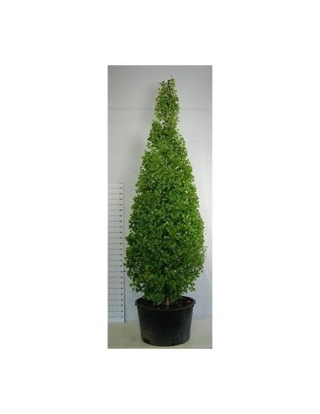 On-line Sale of Bonsai Ficus Ginseng - Bonsai OnLine|Mondo Piante