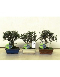 Bonsai di Olivo-Olea...