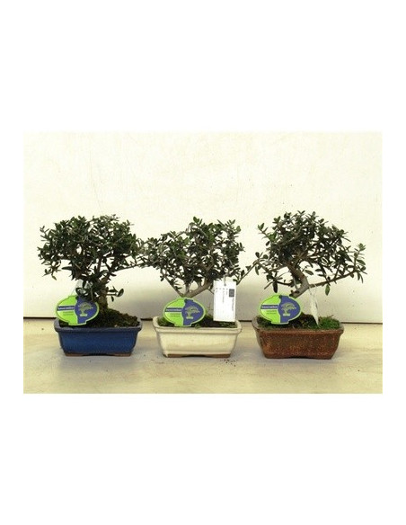 Vendita Bonsai di Olivo Sylvestris 16cm-Bonsai OnLine|Vivaio Mondo Piante