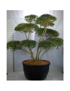 Pianta Osmanthus burkwoodii