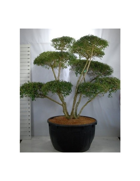 Vendita Osmanthus burkwoodii-Pianta Siepe OnLine|Vivaio Mondo Piante