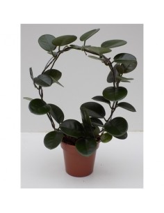 Pianta Grassa Hoya...