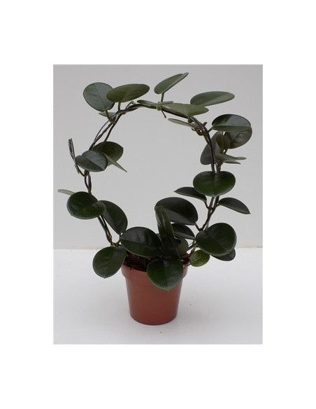 Aeonium Haworthii Plant for Sale-Succulent Plants|Mondo Piante