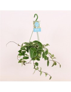 Pianta Grassa Hoya carnosa...