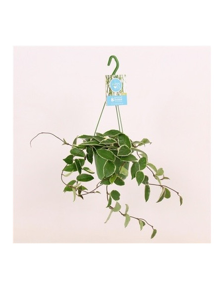 Vendita Pianta Grassa Hoya carnosa 14cm|Vivaio Mondo Piante