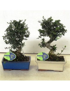 Bonsai di Olivo-Olea...