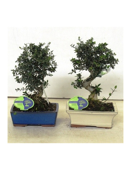 Vendita Bonsai di Olivo Sylvestris -Bonsai OnLine|Vivaio Mondo Piante