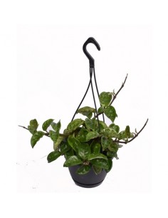 Pianta Hoya carnosa Krinkle... 2
