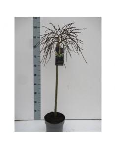 Albero di Salice Arbuscula