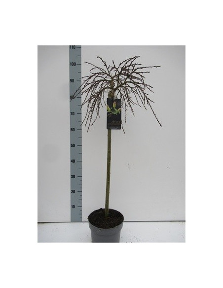 On-line Sale of Bonsai Ficus Ginseng - Bonsai OnLine|Mondo Piante
