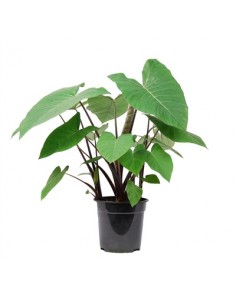 Pianta Xanthosoma...