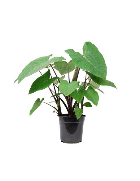 Vendita Pianta di Xanthosoma sagittifolium -Piante Verdi|Mondo Piante