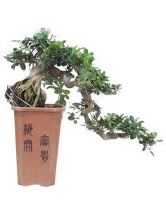 Bonsai Ficus Ginseng a...