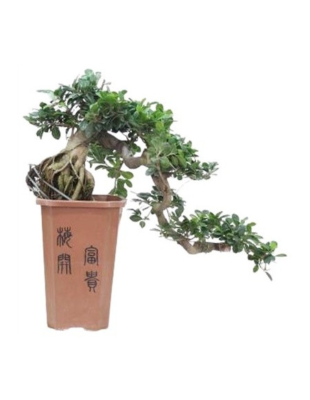 Vendita Bonsai Ficus Ginseng a cascata|Vivaio Mondo Piante